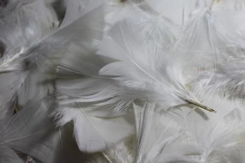 Background with many white feathers Stock Photos