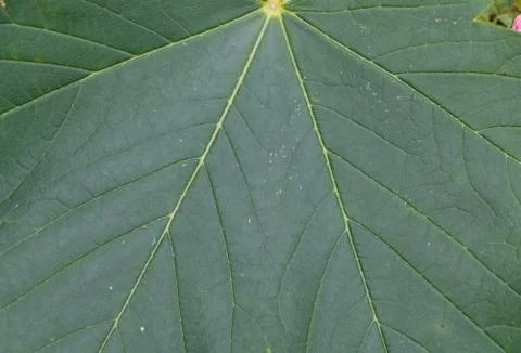 Background of maple leaf Stock Photos