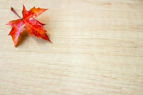 The background of maple leave Stock Photos