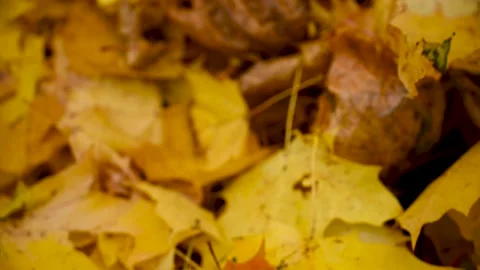Background maple leaves in autumn. Video panorama camera movement. Video stock 164414916