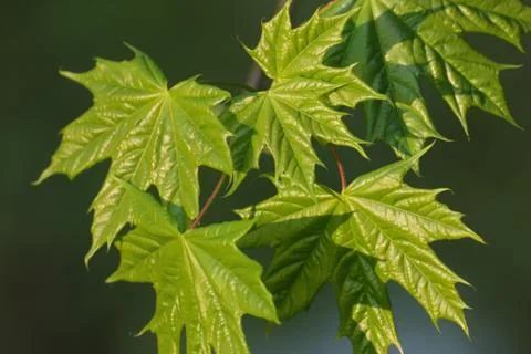 Background with maple leaves with reflection of sunlight Stock Photos