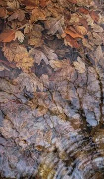 Background of maple leaves under wavy water Foto stock