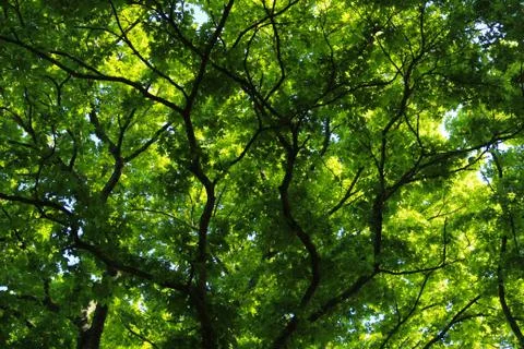 Background - maple tree foliage Stock Photos