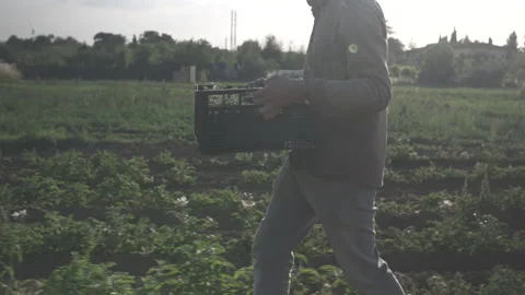 Background from marijuana plants Stock Footage 315702797