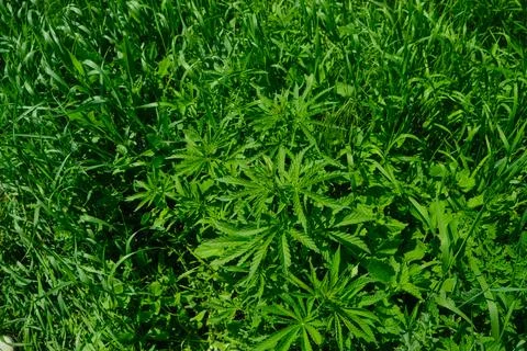 Background from marijuana plants. Stock Photos
