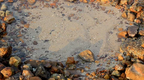 Background Marshy sea shell crab. Stock Footage 37298166