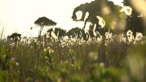 Background of a meadow in the afternoon Stock Footage 92787103