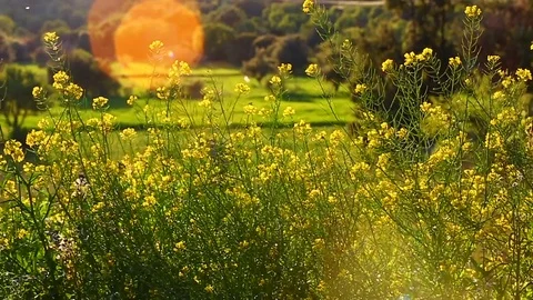 Background of a meadow in the afternoon Stock Footage 93398643