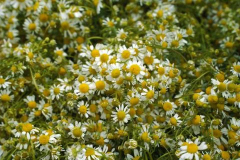 Background with medicinal chamomile Stock Photos