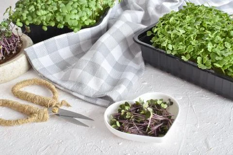 Background with micro greenery in a heart-shaped plate. Vegetarianism. Foto stock