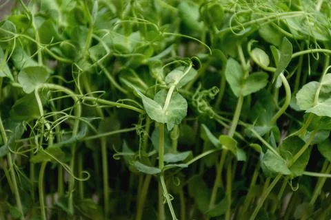 Background with microgreens of peas Stock Photos