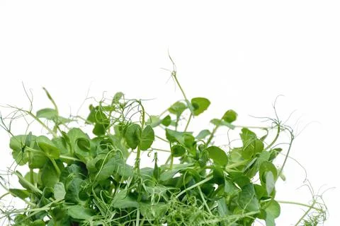 Background with microgreens of peas Stock Photos