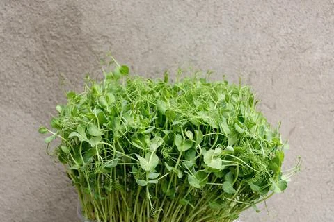 Background with microgreens of peas Stock Photos