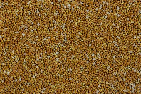 Background from millet grains. Texture for design and print. Natural human nu 스톡 사진