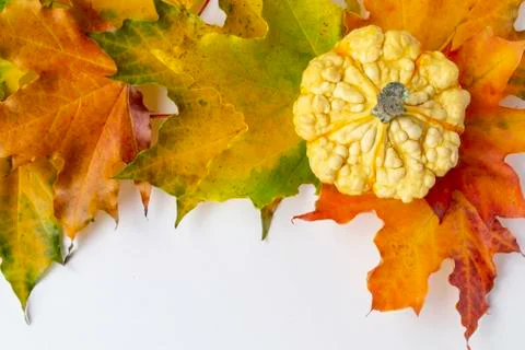 Background with mini decorative pumpkin on maple leaves. Autumn moon. Space f Stock Photos