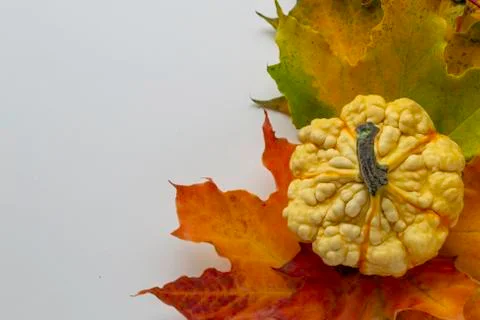 Background with mini decorative pumpkin on maple leaves. Autumn moon. Space f Stock Photos