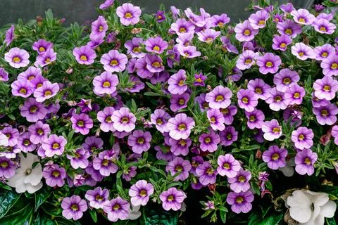 Background from miniature petunias with delicate purple flowers. Stock Photos