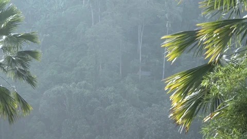 Background of the morning rainforest of Bali. Stock Footage 104334148