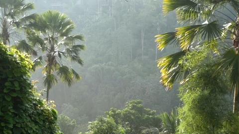 Background of the morning rainforest. Stock Footage 104334135