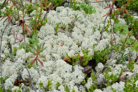 Background of moss and lichen. Stock Photos