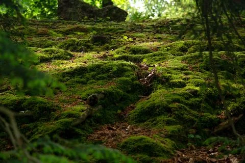 Background of moss closeup macro view Stock Photos