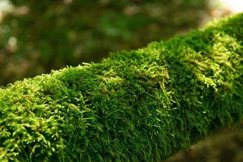 Background of moss growing on a log in forest Stock Photos