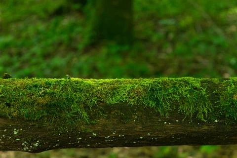 Background of moss growing on a log in forest Stock Photos