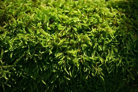 Background of moss growing on a log in forest Foto stock