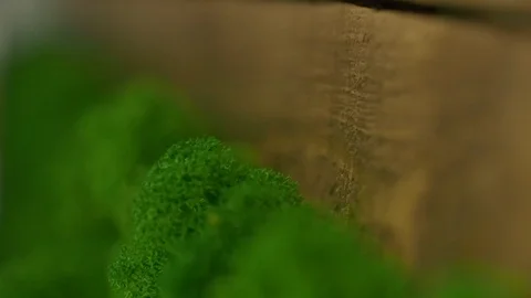 Background moss grows on the tree. Smooth transfer of focus. Visible texture. Stock Footage 122345938