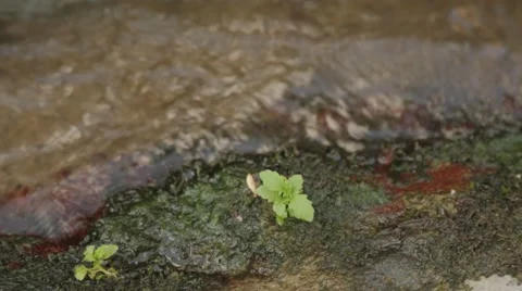 Background, Moss In The Middle Of The Flower, View, Nature Stock Footage 41578674