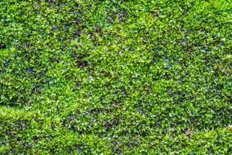 Background of moss on old wall Stock Photos