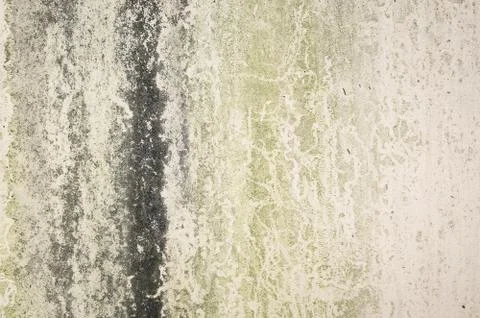 Background with moss on wall Stock Photos