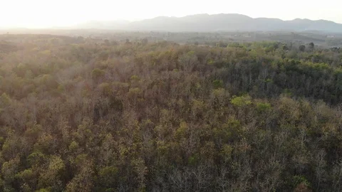 Background of mountain green tree dry forest slide drone Stock Footage 124341259