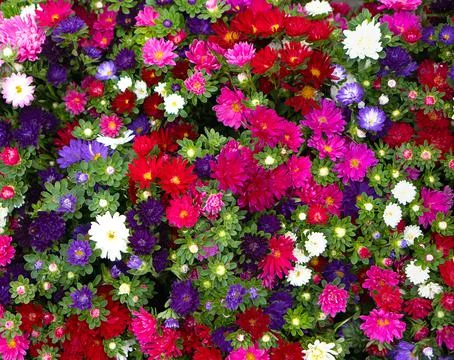 Background from multi-colored asters. Stock Photos
