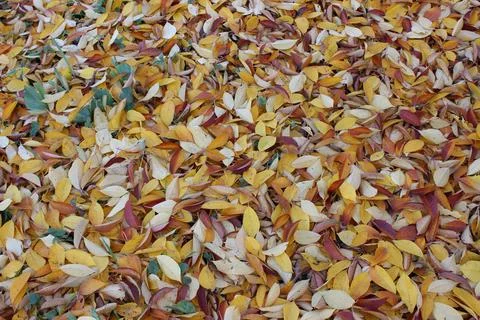 Background of multi-colored autumn leaves of a cherry tree.Autumn. Garden. Stock Photos