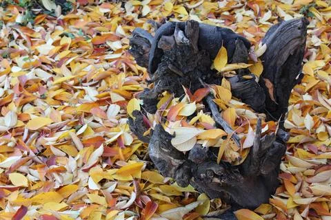 Background of multi-colored autumn leaves of a cherry tree.Autumn. Garden. Stock Photos
