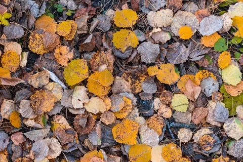 Background with multi-colored dry and fresh fallen autumn leaves Stock Photos