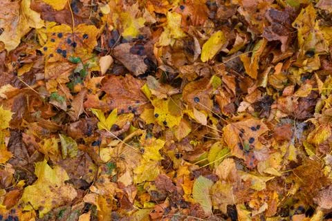 Background with multi-colored fallen autumn leaves Stock Photos