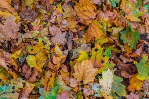 Background with multi-colored fallen marrple autumn leaves Foto stock
