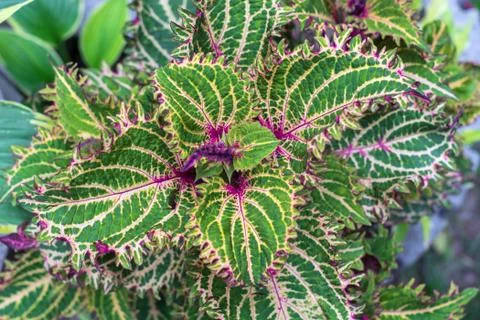 Background of multi-colored leaves of Coleus coloblase against the background Stock Photos