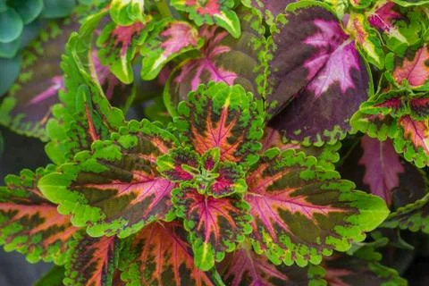 Background of multi-colored leaves of Coleus coloblase against the background Stock Photos
