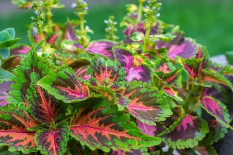 Background of multi-colored leaves of Coleus coloblase against the background Stock Photos