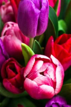 Background from multi colored tulips Stock Photos