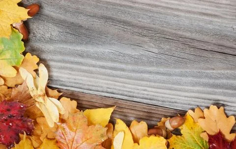 Background of multicolored leaves Stock Photos