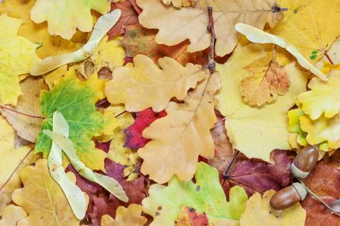 Background with multicolored leaves Stock Photos