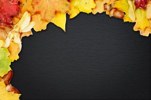 Background of multicolored leaves Stock Photos