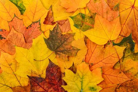 Background of multicolored maple leaves Stock Photos