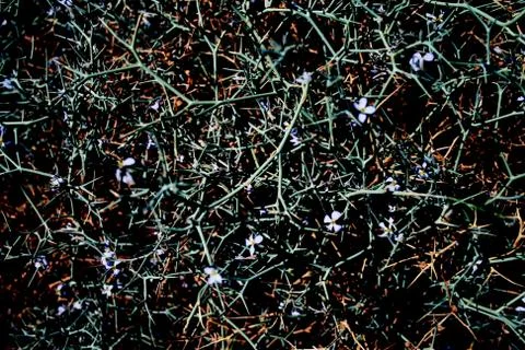 Background with multicolored plants Stock Photos