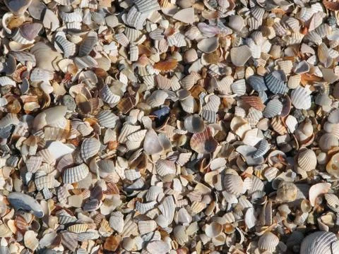 Background of multicolored seashells Stock Photos