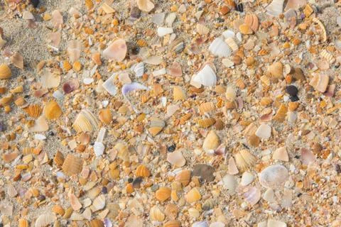 Background of multicolored small seashells lying on the sand of the sea Stock Photos
